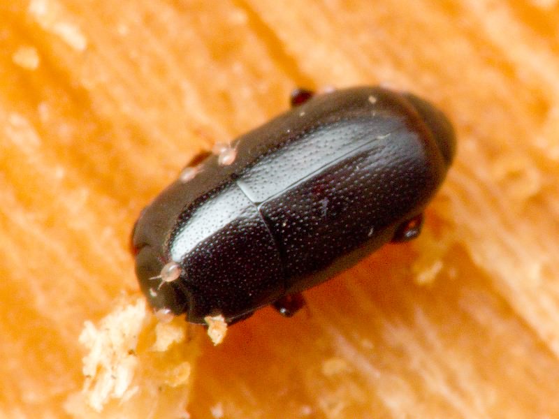Paromalus parallelepipedus (Herbst, 1792)
